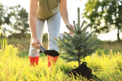 Photo of Woman planting conifer tree in meadow on sunny day, closeup