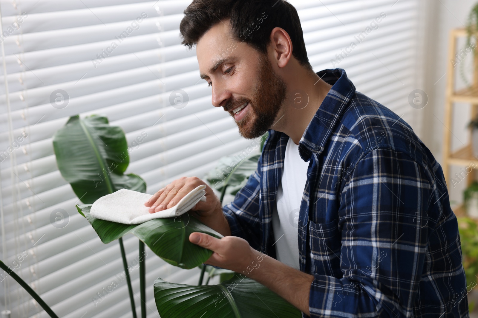 Photo of Man wiping leaves of beautiful potted houseplants with cloth indoors