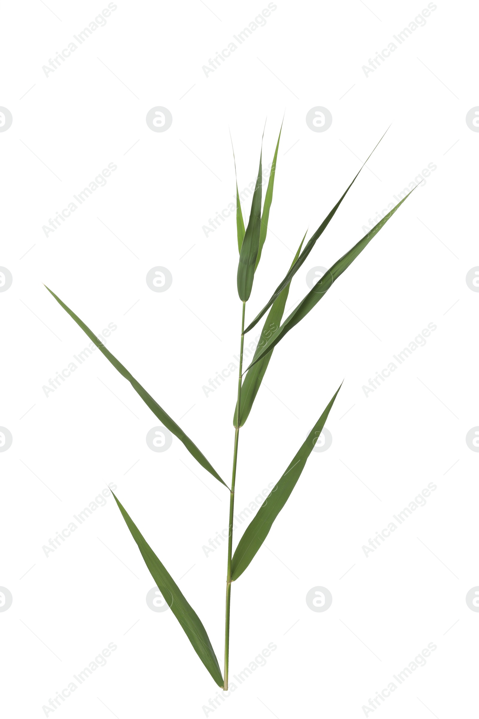Photo of Beautiful reed with lush green leaves isolated on white