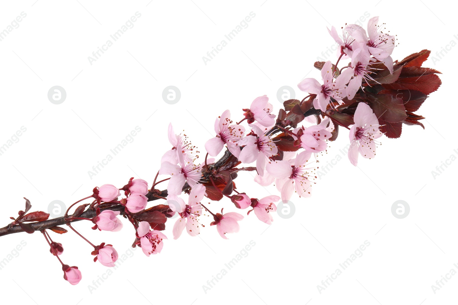 Photo of Spring tree branch with beautiful blossoms isolated on white