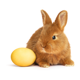 Image of Adorable fluffy Easter bunny and dyed egg on white background