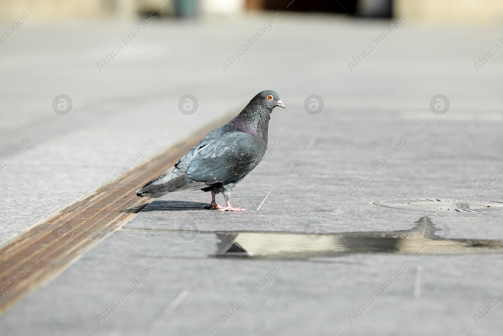 Photo of Beautiful grey dove outdoors on sunny day