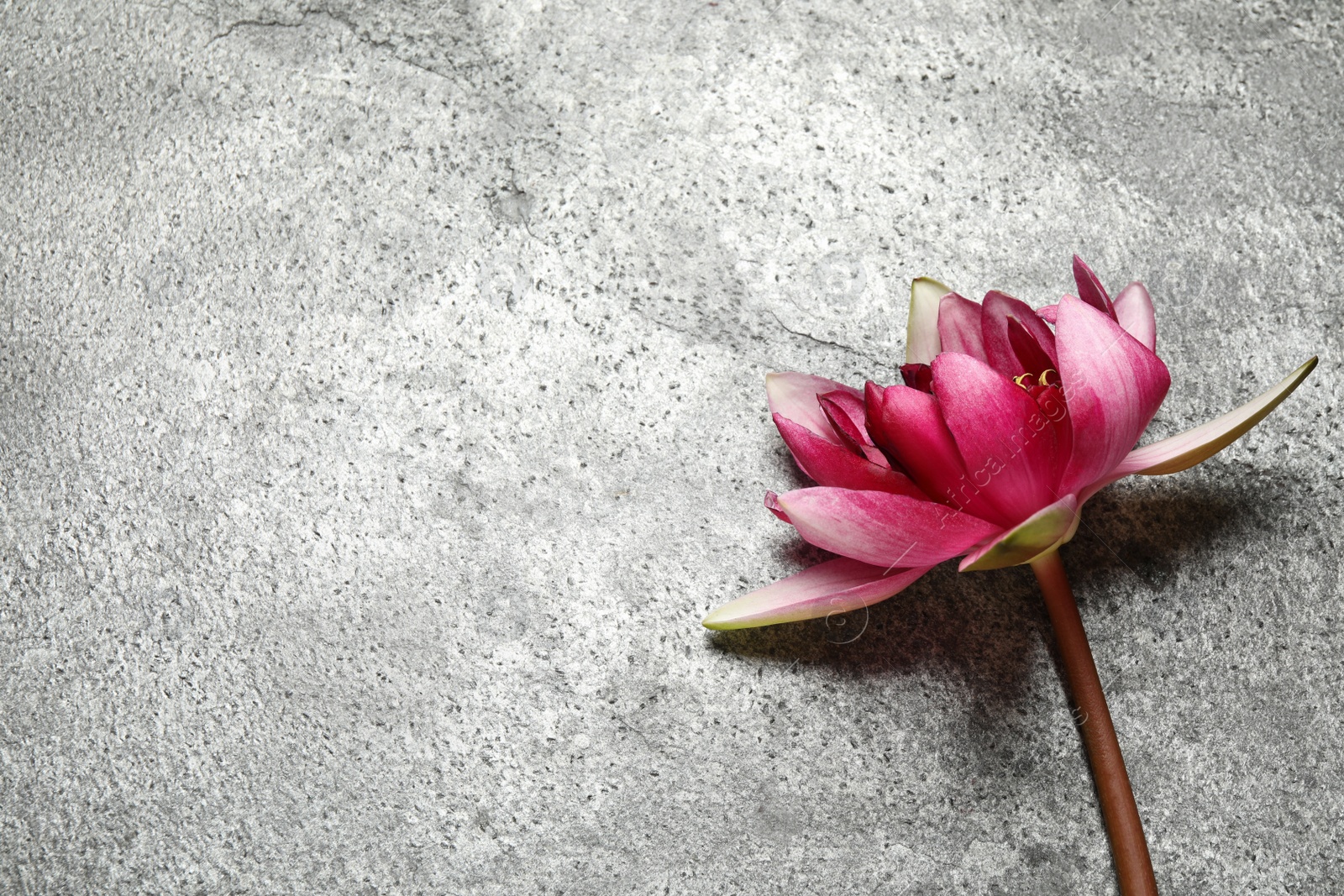 Photo of Beautiful blooming pink lotus flower on grey background, top view. Space for text