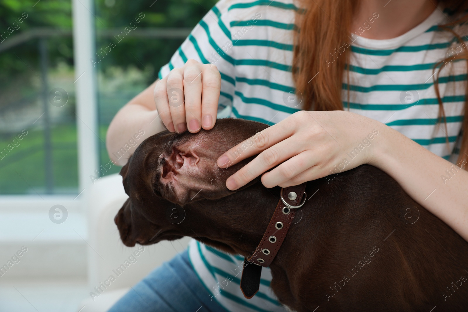 Photo of Woman examining her dog's ear for ticks at home, closeup