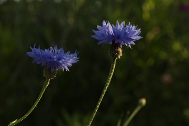 Photo of Beautiful blue cornflowers outdoors on summer day, closeup