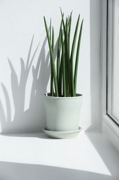 Photo of Beautiful potted sansevieria cylindrica plant on windowsill indoors
