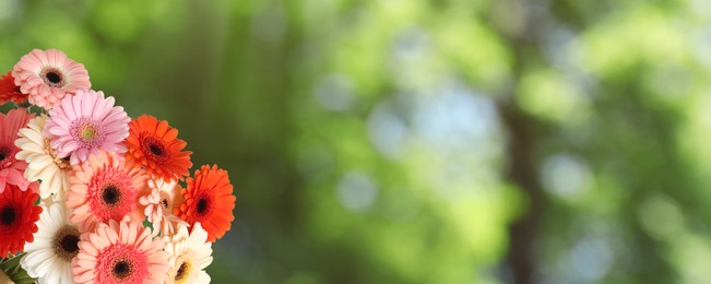 Image of Bouquet of beautiful colorful gerbera flowers outdoors on sunny day, space for text. Banner design