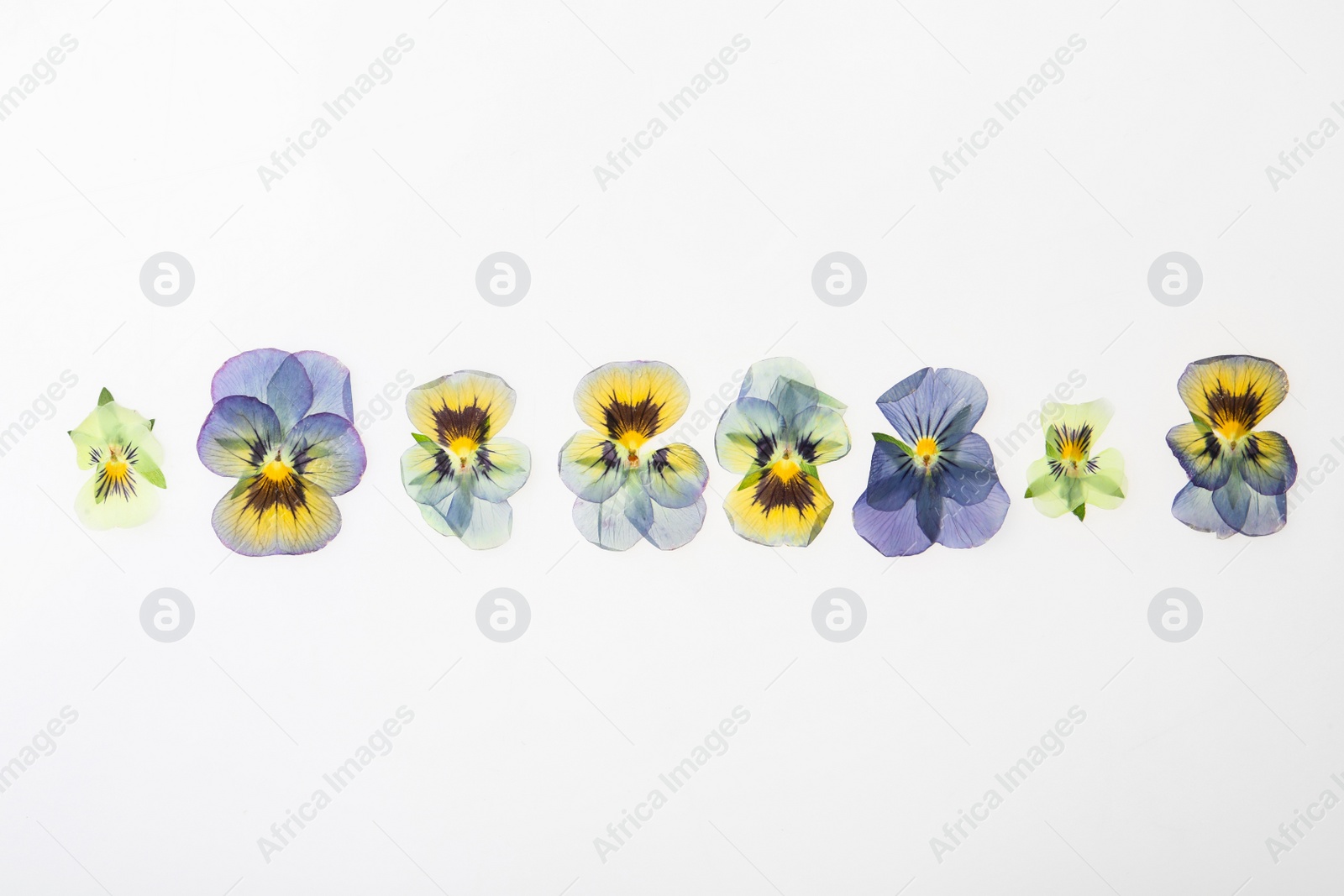 Photo of Wild dried meadow flowers on white background, top view