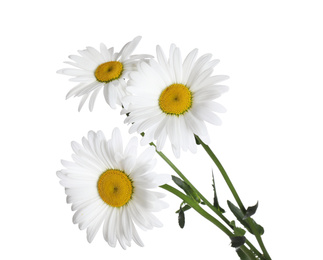 Photo of Bouquet of beautiful chamomile flowers on white background