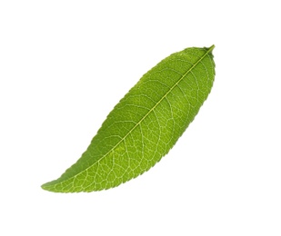 Fresh green peach leaf isolated on white