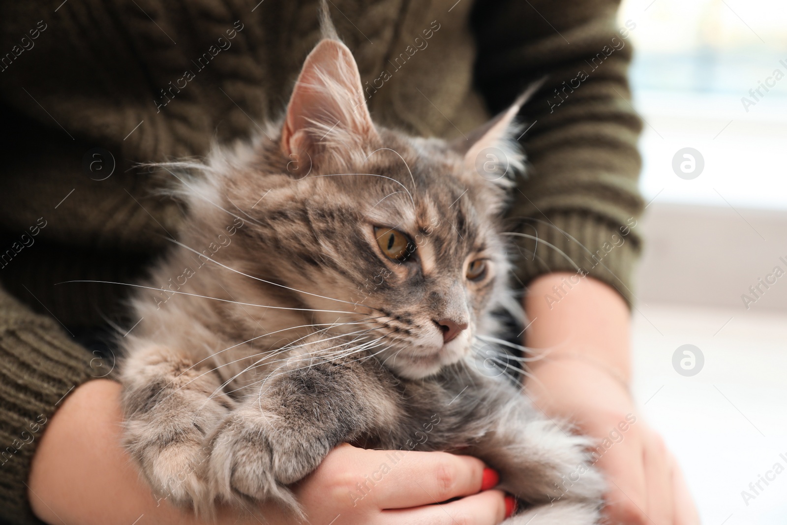 Photo of Woman with adorable Maine Coon cat at home, closeup