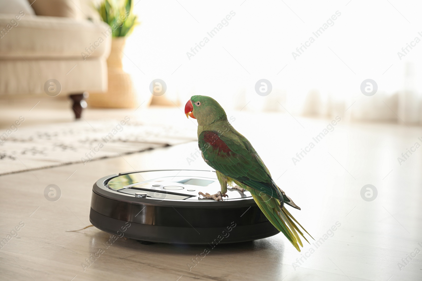 Photo of Modern robotic vacuum cleaner and Alexandrine parakeet on floor indoors