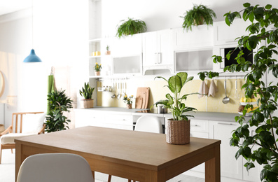 Photo of Stylish kitchen interior with green plants. Home decoration