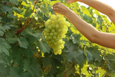 Woman holding bunch of fresh ripe juicy grapes in vineyard, closeup