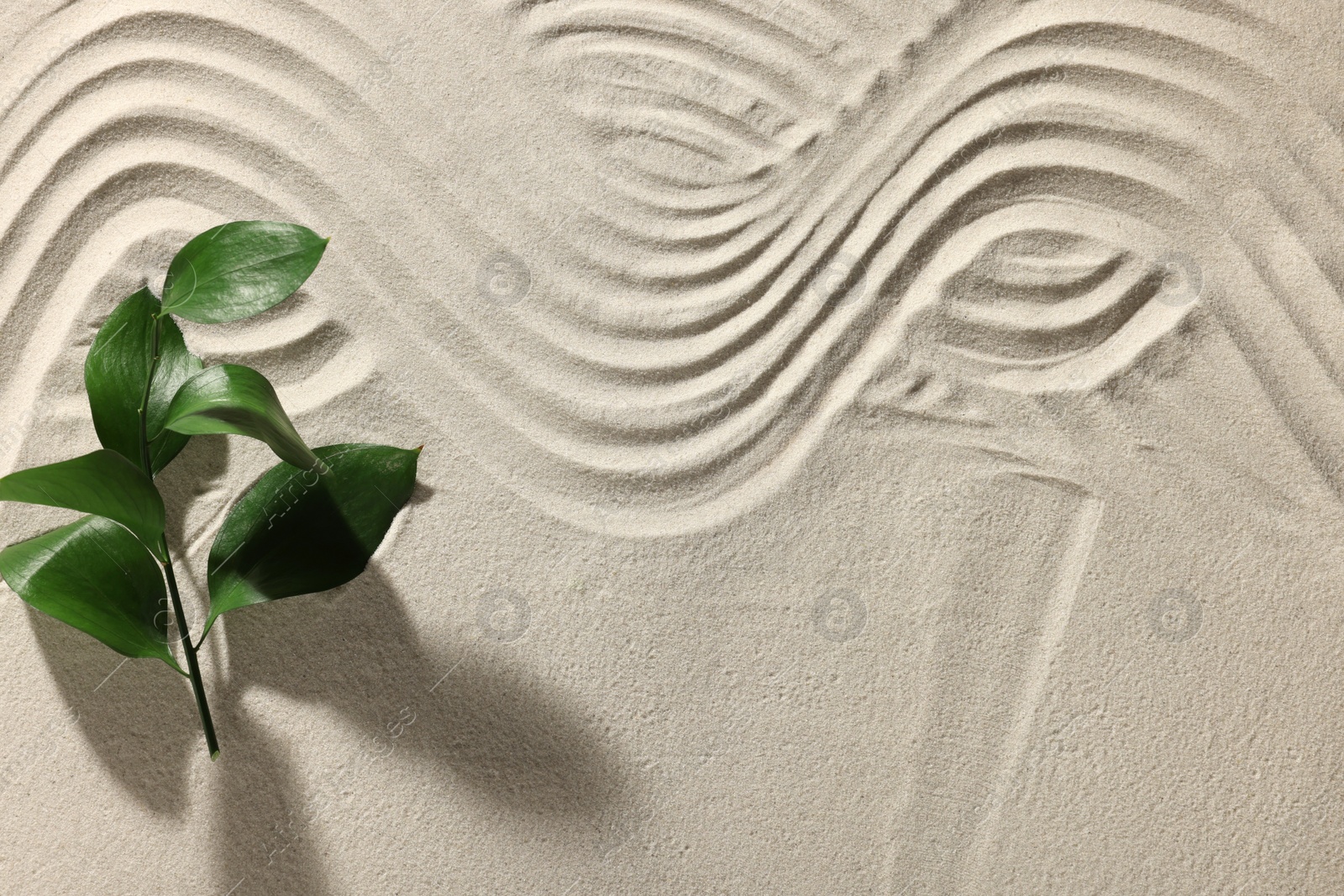 Photo of Beautiful lines and plant on sand, top view with space for text. Zen garden