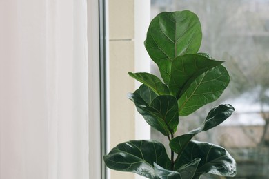 Beautiful ficus plant near window indoors, space for text. House decor