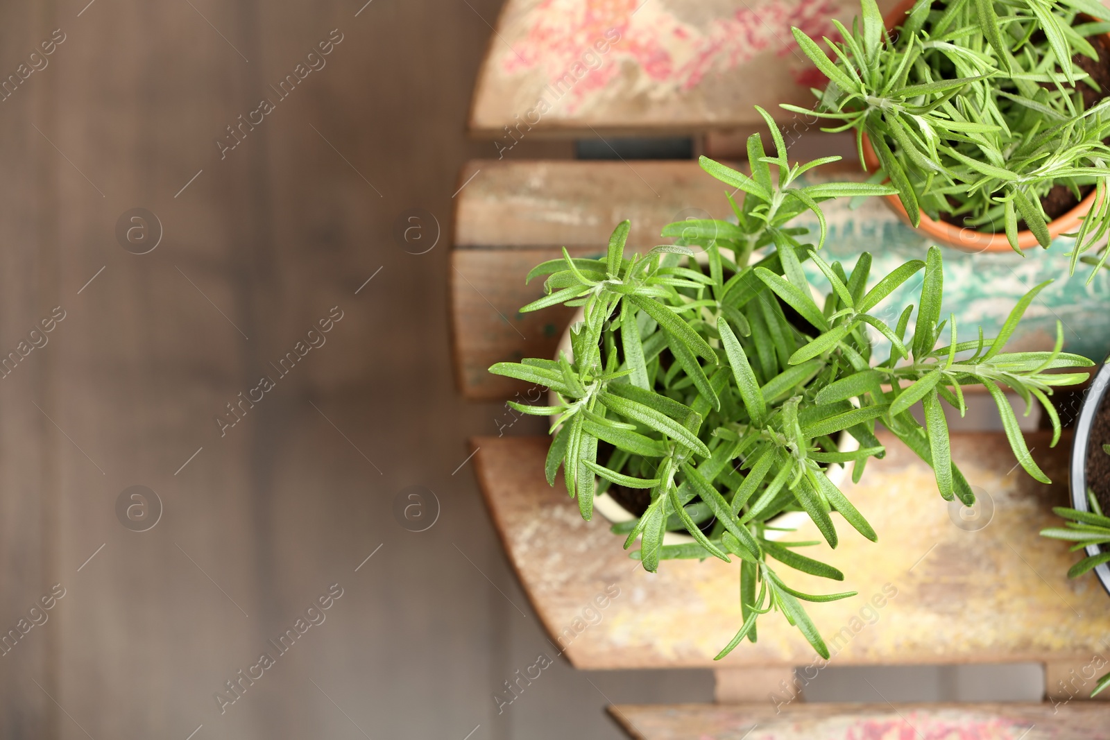 Photo of Pots with fresh rosemary on table, top view