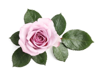 Beautiful blooming rose flower on white background, top view