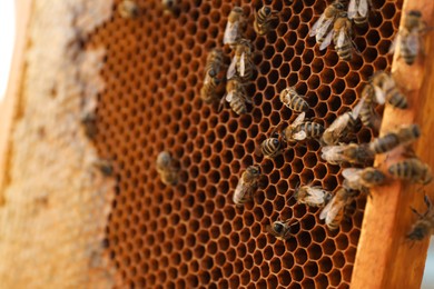 Photo of Closeup view of hive frame with honey bees