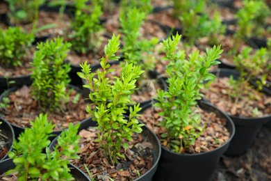 Green tree seedlings in pots, closeup. Planting and gardening