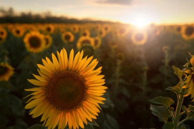 Beautiful view of field with yellow sunflowers at sunset. Space for text