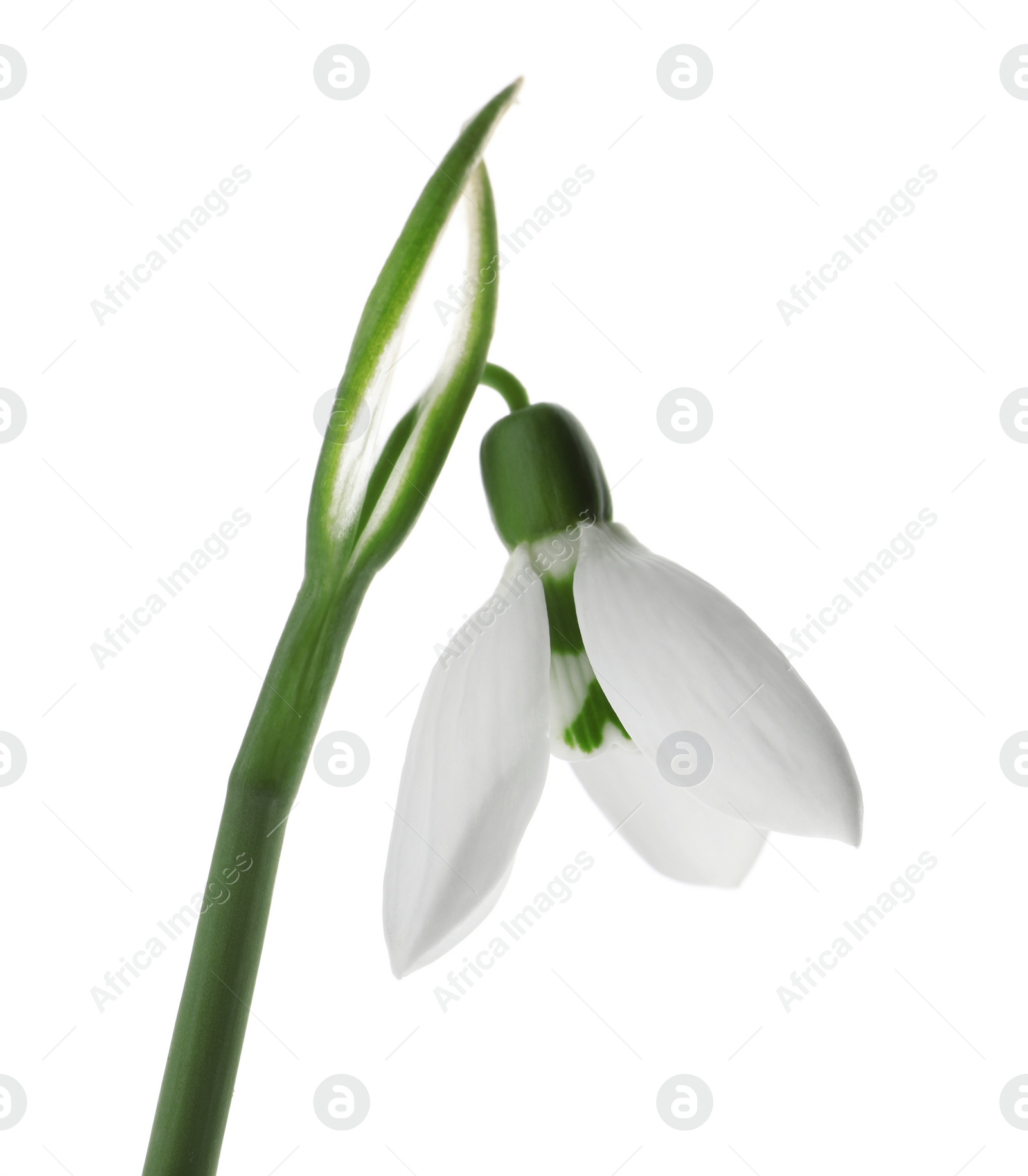 Photo of Beautiful snowdrop isolated on white. Spring flower