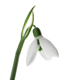 Beautiful snowdrop isolated on white. Spring flower