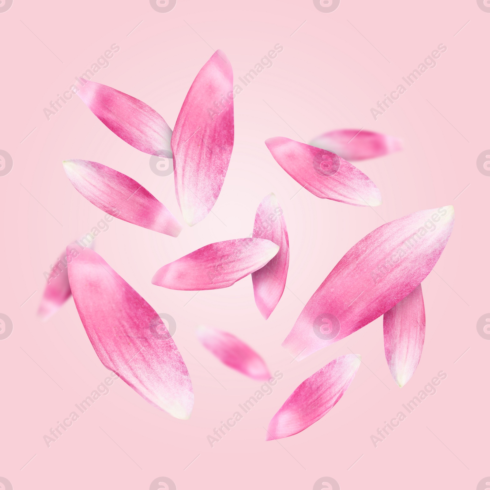 Image of Lotus flower petals falling on pink background