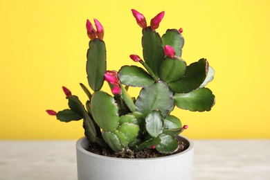 Photo of Beautiful blooming Schlumbergera (Christmas or Thanksgiving cactus) on yellow background, closeup