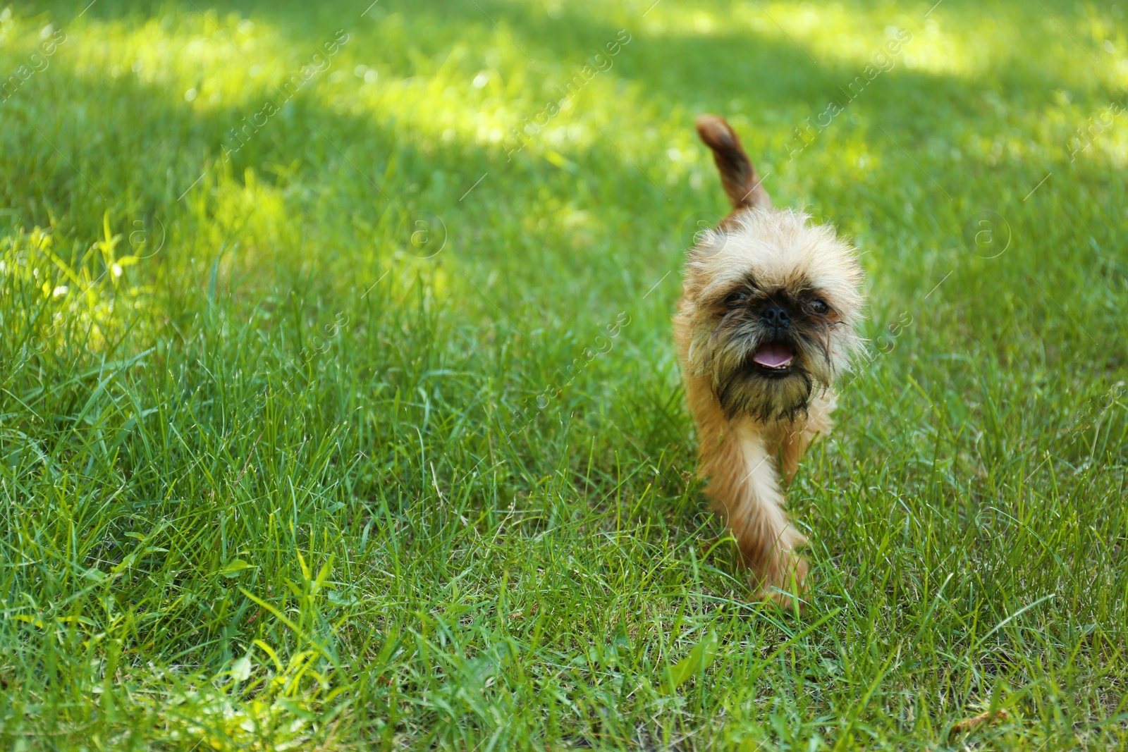 Photo of Cute fluffy dog on green grass in park. Space for text