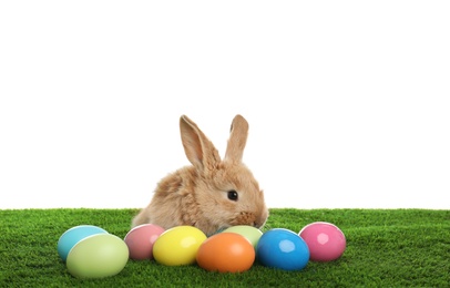 Adorable furry Easter bunny and dyed eggs on green grass against white background