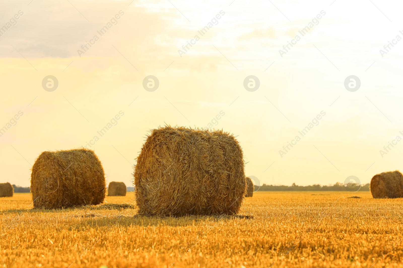 Photo of Beautiful view of agricultural field with hay bales