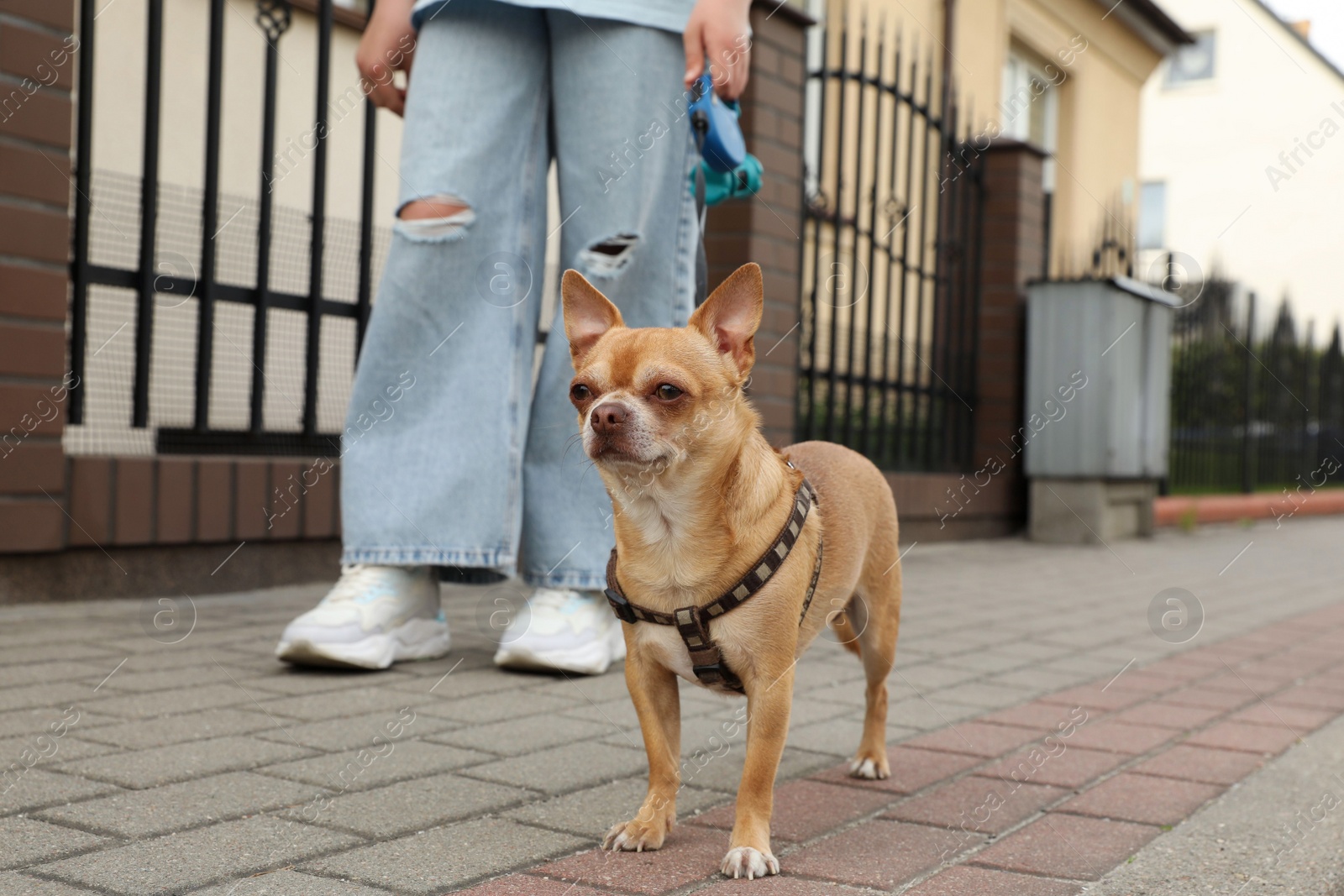 Photo of Owner walking with her chihuahua dog on city street, closeup