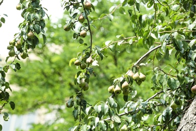 Photo of Pear tree with fruits on sunny day