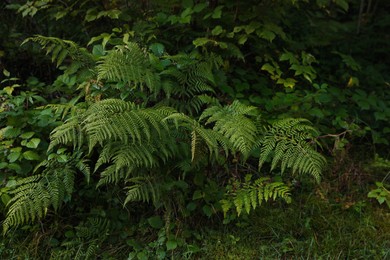 Photo of Beautiful fern with lush leaves growing in forest