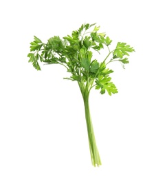 Bunch of fresh green parsley on white background