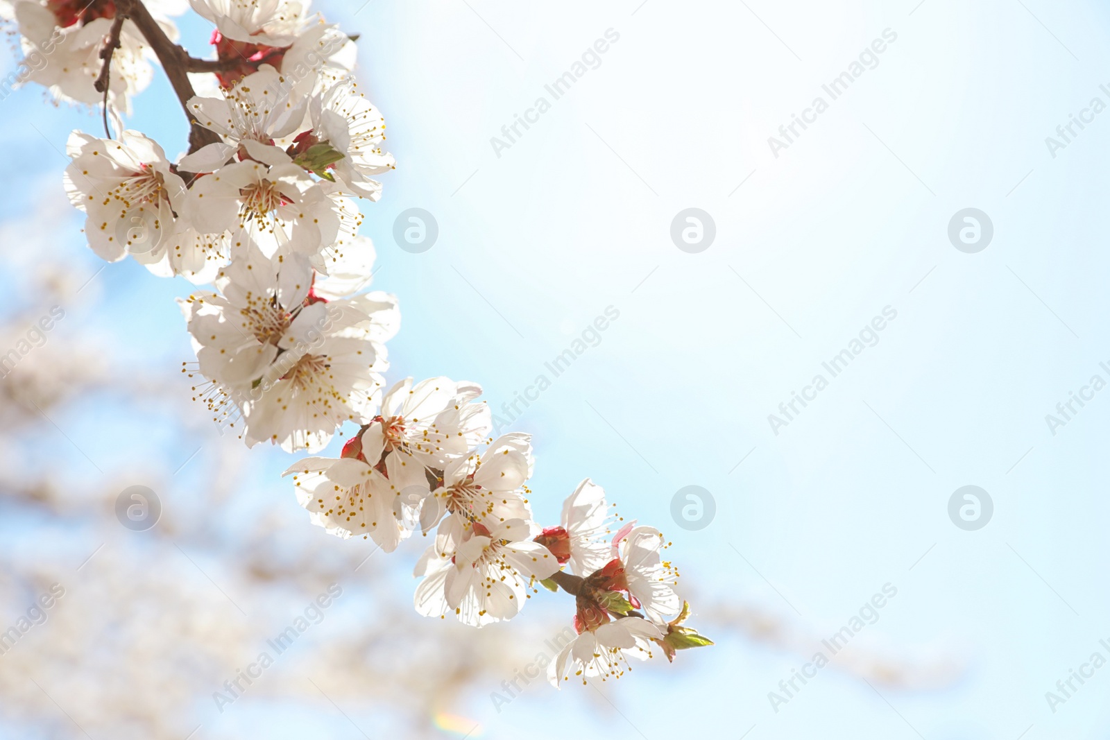 Photo of Beautiful apricot tree branch with tiny tender flowers against blue sky, space for text. Awesome spring blossom