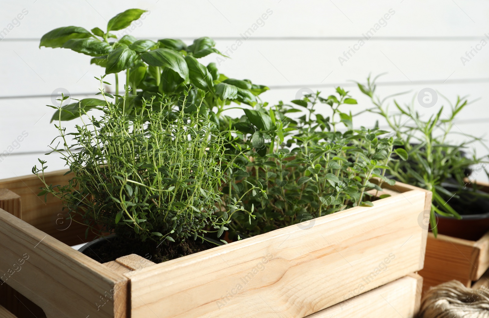 Photo of Crate with different potted herbs near white wall, closeup