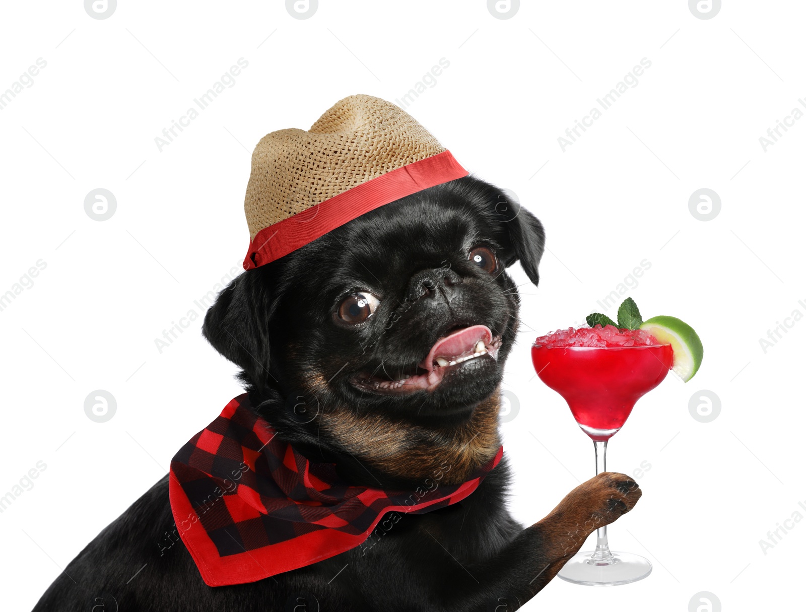 Image of Cute dog in hat with cocktail on white background. Summer party