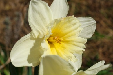 Beautiful yellow daffodil outdoors on spring day, closeup