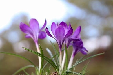 Photo of Fresh purple crocus flowers growing on blurred background