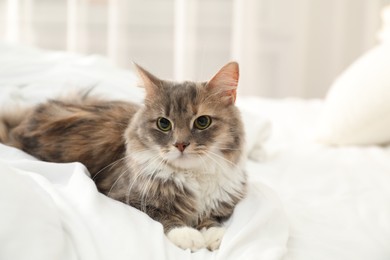 Photo of Cute cat lying on bed at home. Domestic pet