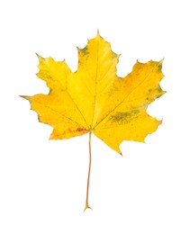 One maple leaf isolated on white. Autumn season