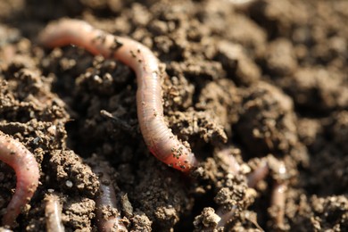 Photo of Worms in wet soil, closeup. Terrestrial invertebrates