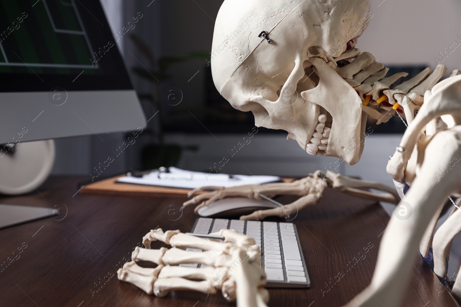 Photo of Human skeleton at table in office, closeup