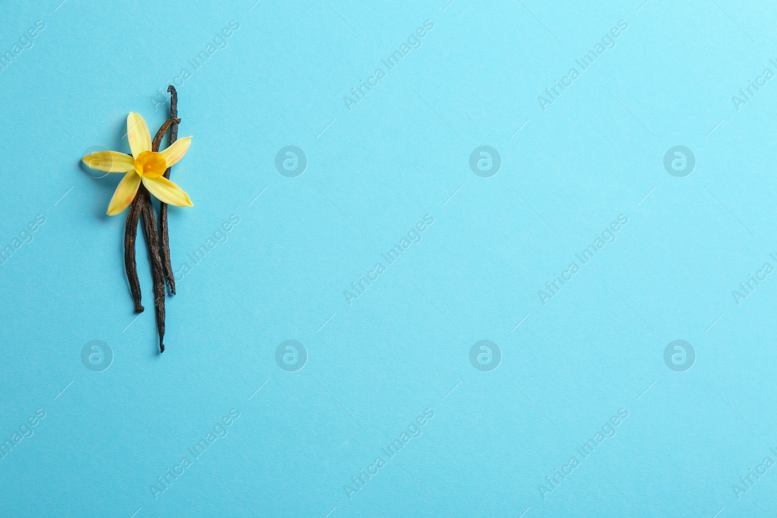 Photo of Flat lay composition with vanilla sticks and flower on blue background. Space for text