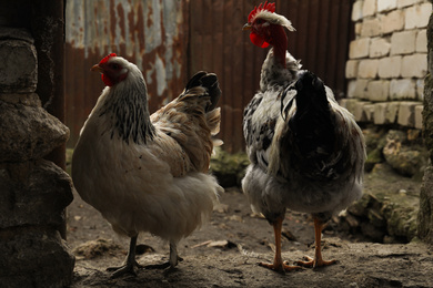 White rooster and chicken in yard. Domestic animal