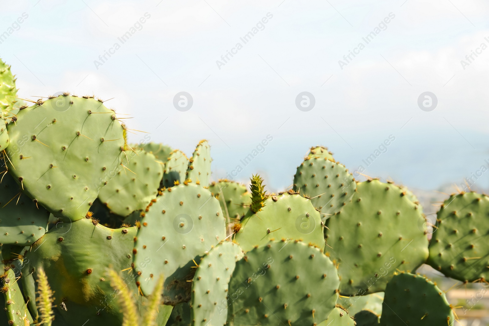 Photo of Beautiful view of cactuses with thorns under cloudy sky, closeup