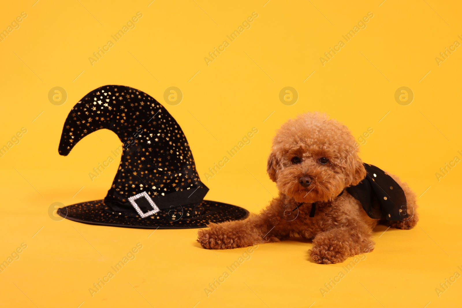 Photo of Cute Maltipoo dog with hat dressed in witch for Halloween celebration on orange background