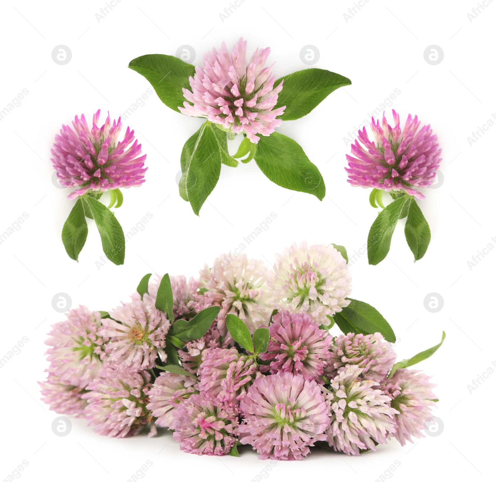 Image of Set with beautiful clover flowers on white background 